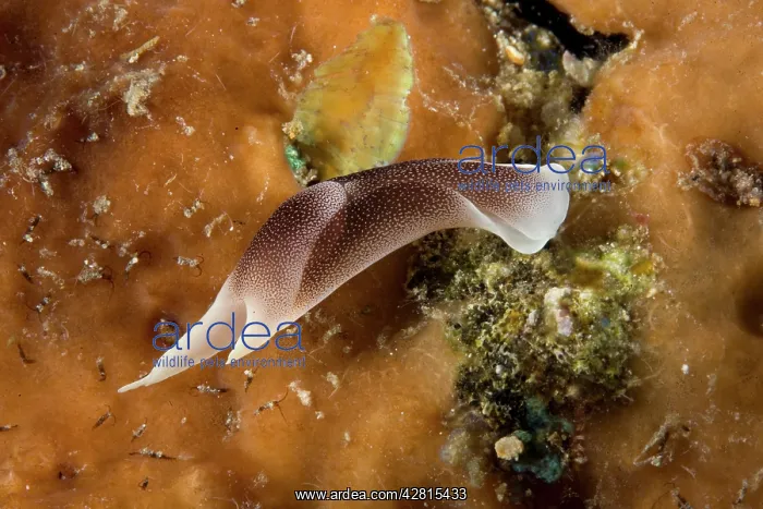 : Cephalaspidea headshield slug Chelidonura amoena Han Reef di : Cephalaspidea headshield slug Chelidonura amoena Han Reef di