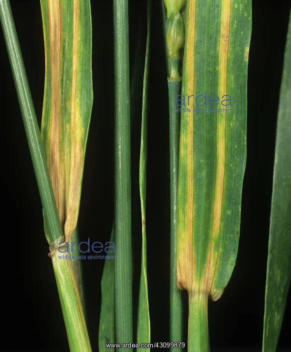 : Cephalosporium leaf stripe lesions : Cephalosporium leaf stripe lesions