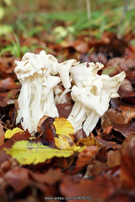 : Ceps - decaying fruiting bodies in autumn : Ceps - decaying fruiting bodies in autumn