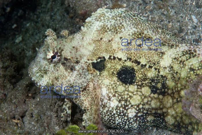  : Ceram Blenny