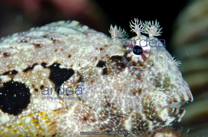 : Ceram Blenny Batu Angus dive site Lembeh Straits : Ceram Blenny Batu Angus dive site Lembeh Straits