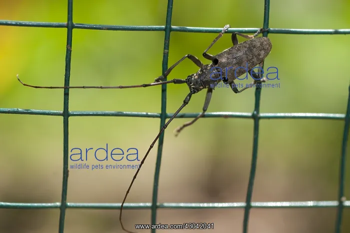 : Cerambycid (aka long Horned Beetle) - on fence - : Cerambycid (aka long Horned Beetle) - on fence -