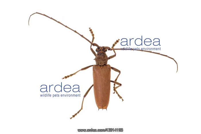 : Cerambycidae : Cerambycidae
