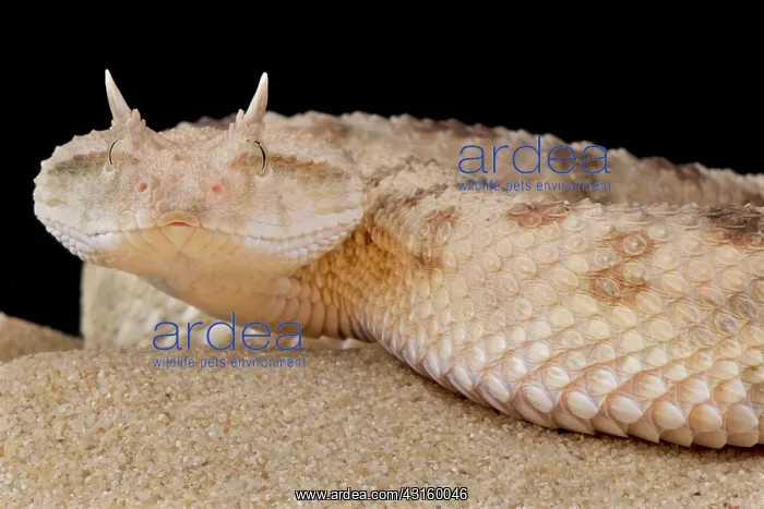 : Cerastes cerastes : Cerastes cerastes
