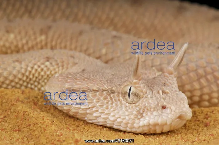 : Cerastes gasperettii Cerastes : Cerastes gasperettii Cerastes