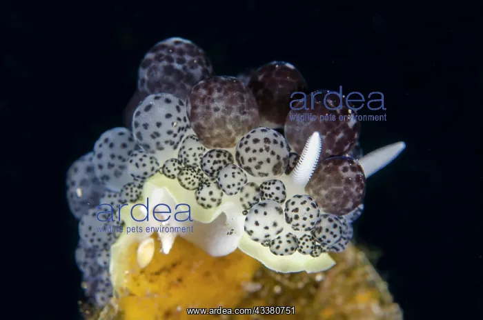 : Ceratophyllidioa Nudibranch - Sidem dive site, Tulamben : Ceratophyllidioa Nudibranch - Sidem dive site, Tulamben