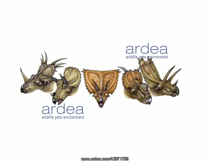 : Ceratopsian dinosaur variety : Ceratopsian dinosaur variety
