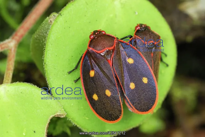 : Cercopid Spittle Bug : Cercopid Spittle Bug