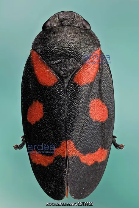 : Cercopis intermedia or froghopper, froghoppers j : Cercopis intermedia or froghopper, froghoppers j