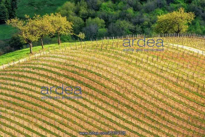 : Cerdon vineyard in spring, Bugey Region, Ain, France : Cerdon vineyard in spring, Bugey Region, Ain, France