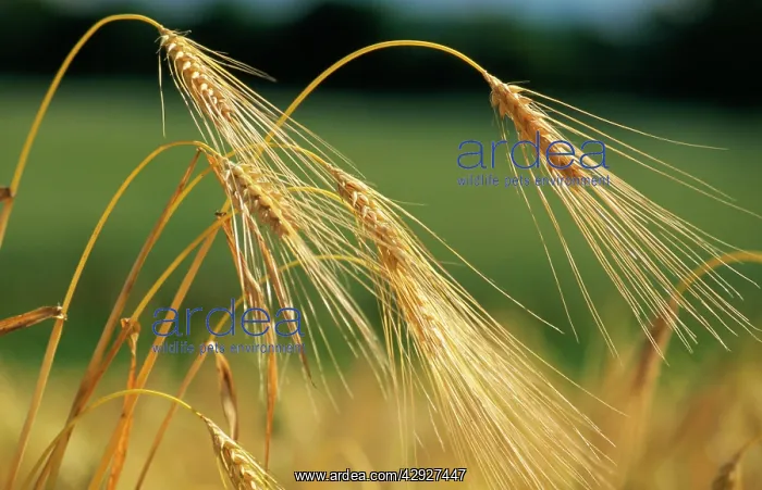 : Cereal - Barley sheaf : Cereal - Barley sheaf