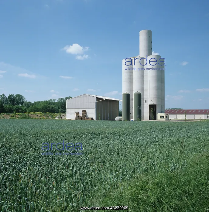 : Cereal farmland and concrete grain silos : Cereal farmland and concrete grain silos