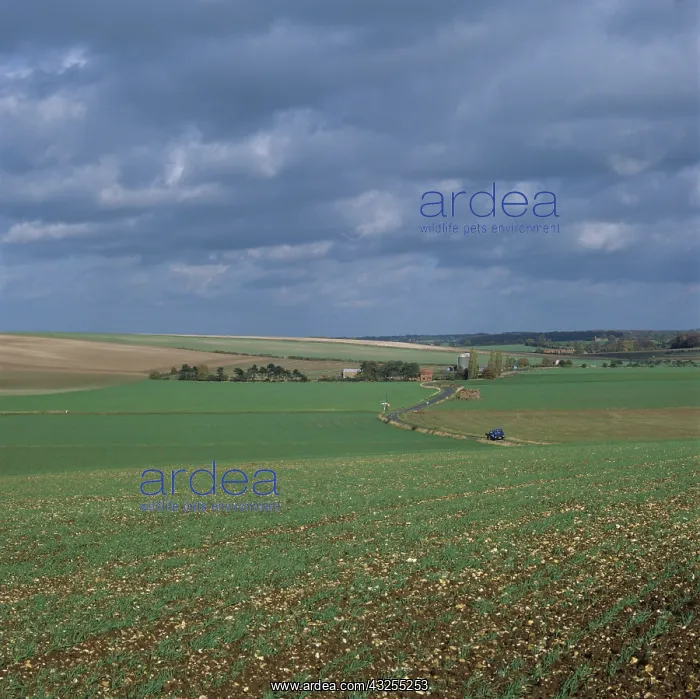 : Cereal farmland, England : Cereal farmland, England