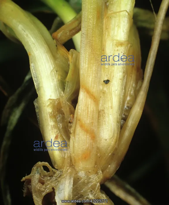  : Cereal Fly damage to Wheat bulb