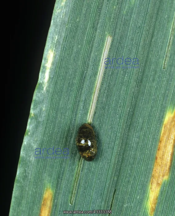 : Cereal Leaf Beetle : Cereal Leaf Beetle