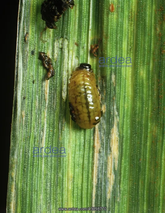 : Cereal Leaf Beetle Larva : Cereal Leaf Beetle Larva