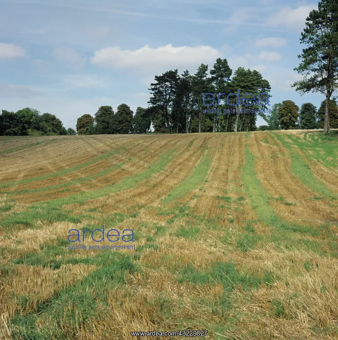 : Cereal stubble field : Cereal stubble field
