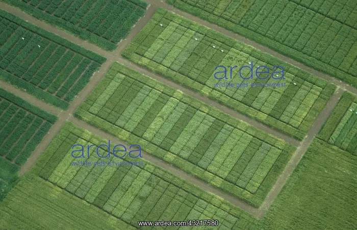 : Cereals field trials plots : Cereals field trials plots