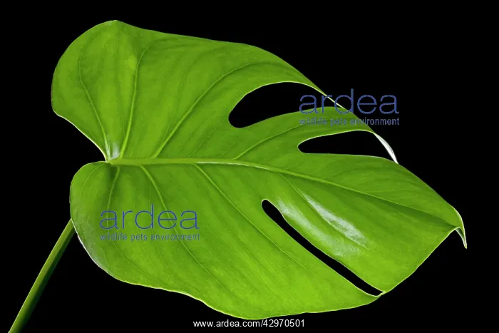 : Ceriman / Fruit Salad Plant / Monster Fruit / Monsterio : Ceriman / Fruit Salad Plant / Monster Fruit / Monsterio
