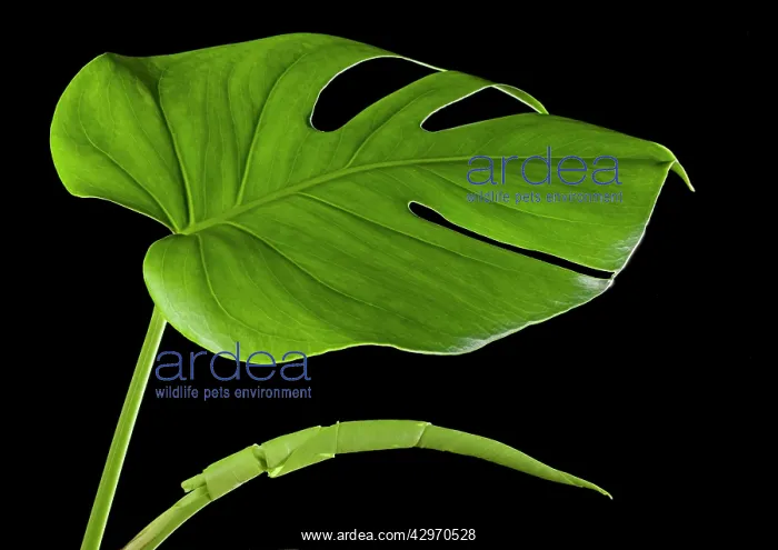 : Ceriman / Fruit Salad Plant / Monster Fruit / Monsterio : Ceriman / Fruit Salad Plant / Monster Fruit / Monsterio