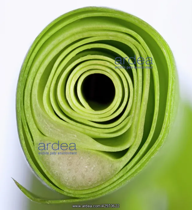: Ceriman / Fruit Salad Plant / Monster Fruit / Monsterio : Ceriman / Fruit Salad Plant / Monster Fruit / Monsterio