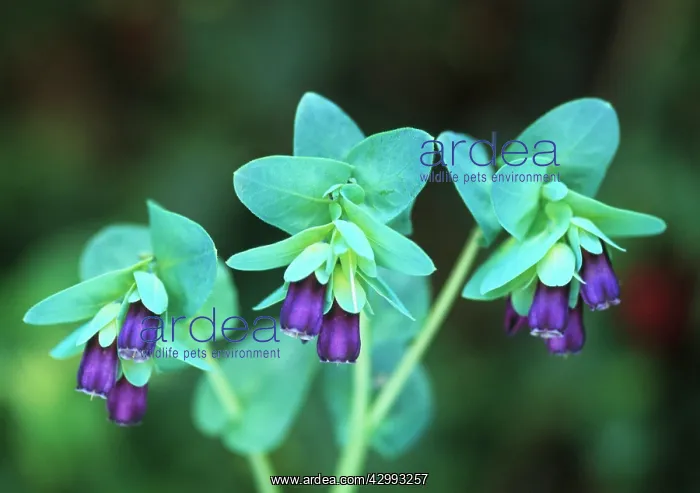 : Cerinthe, Cerinthe major purpurescens : Cerinthe, Cerinthe major purpurescens