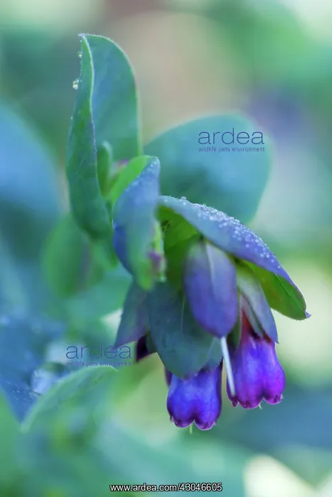 : Cerinthe, Cerinthe Blue Kiwi : Cerinthe, Cerinthe Blue Kiwi