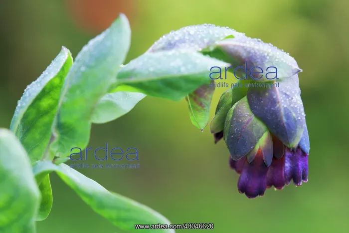 : Cerinthe, Cerinthe Blue Kiwi : Cerinthe, Cerinthe Blue Kiwi