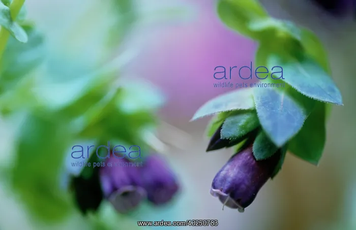 : Cerinthe, Cerinthe major purpurescens : Cerinthe, Cerinthe major purpurescens