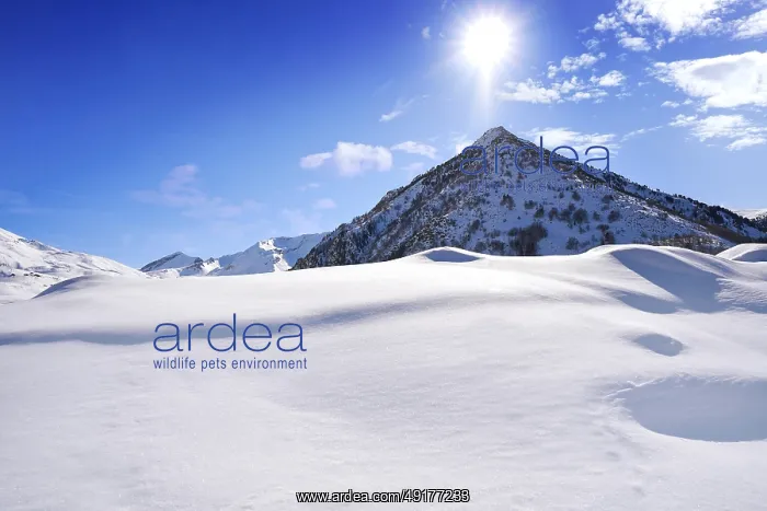 : Cerler peak with winter snow is a ski spot in Huesca of Aragon in Spain : Cerler peak with winter snow is a ski spot in Huesca of Aragon in Spain