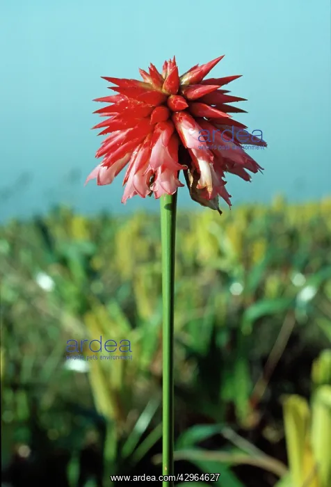 : Cerro Autana : Cerro Autana