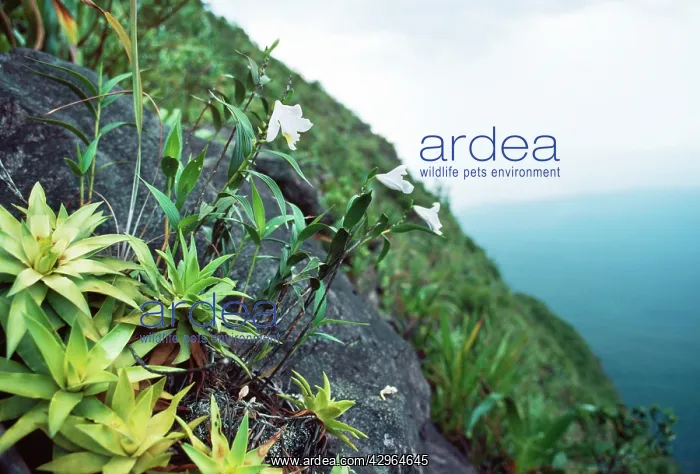  : Cerro Autana, endemic white orchid (Orchidaceae)