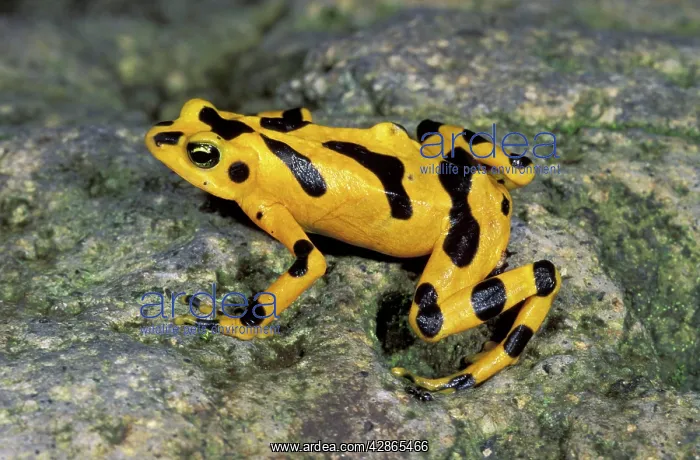 : Cerro Campana Stubfoot Toad / Golden Poison Arrow : Cerro Campana Stubfoot Toad / Golden Poison Arrow