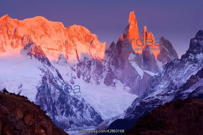 : Cerro Torre - Cerro Torre at sunrise : Cerro Torre - Cerro Torre at sunrise