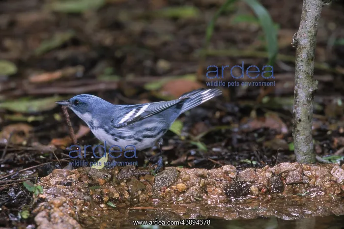 : Cerrulean Warbler : Cerrulean Warbler