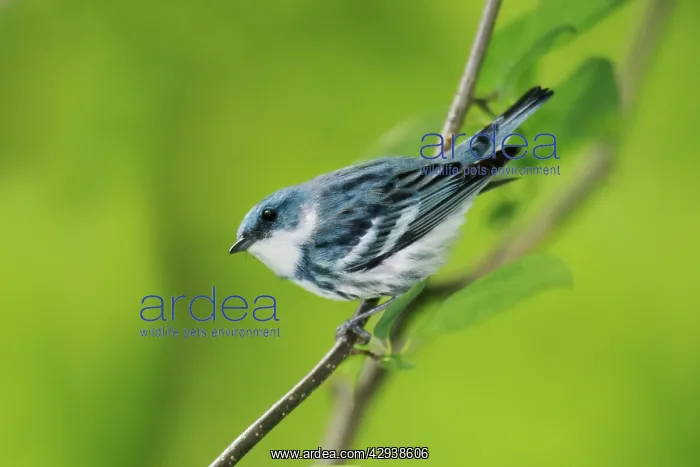 : Cerulean Warbler : Cerulean Warbler