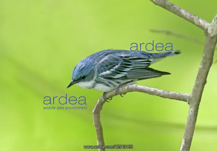 : Cerulean Warbler : Cerulean Warbler