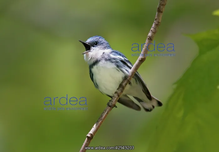 : Cerulean Warbler : Cerulean Warbler