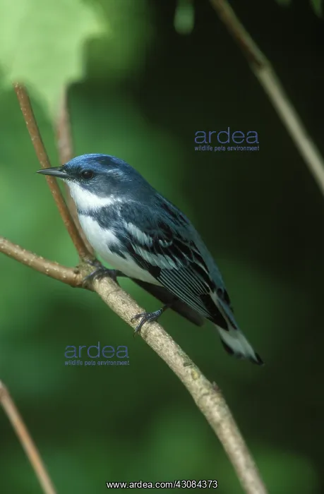  : Cerulean Warbler