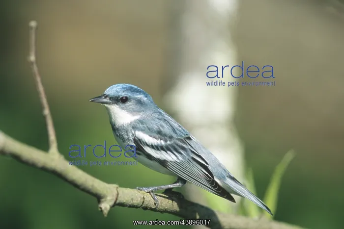 : Cerulean Warbler : Cerulean Warbler