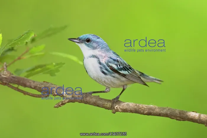 : Cerulean Warbler on breeding terriroty in spring : Cerulean Warbler on breeding terriroty in spring