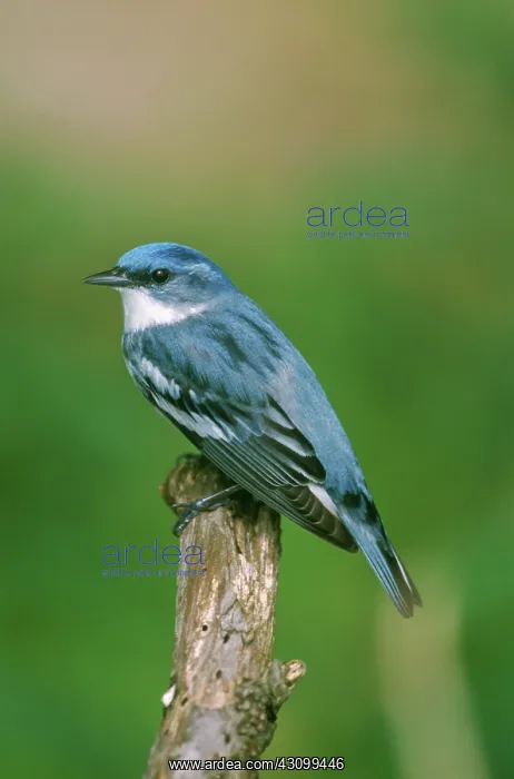 : Cerulean Warbler (Dendroica cerulea) : Cerulean Warbler (Dendroica cerulea)