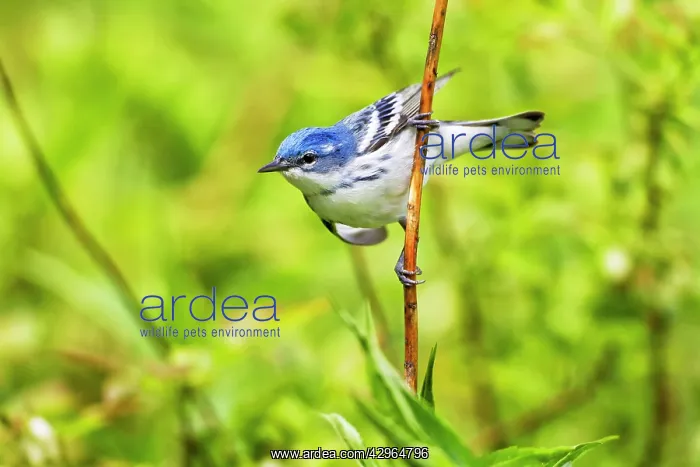 : Cerulean Warbler - male on territory in spring - May : Cerulean Warbler - male on territory in spring - May