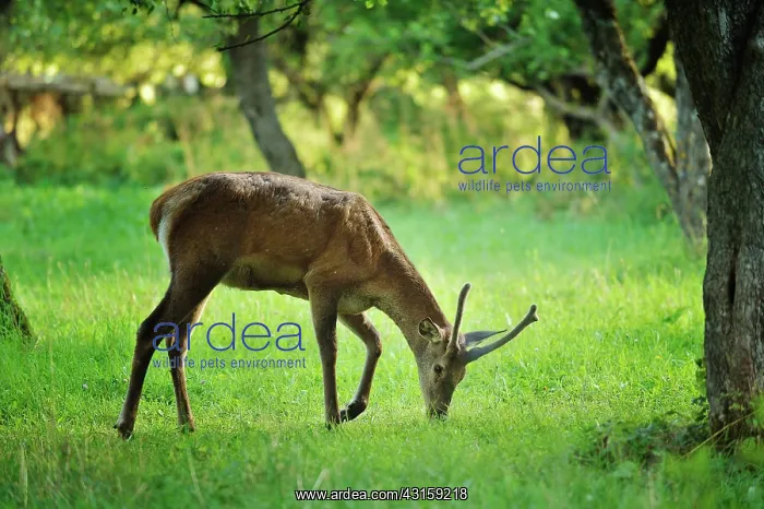 : Cervus elaphus Cervus : Cervus elaphus Cervus