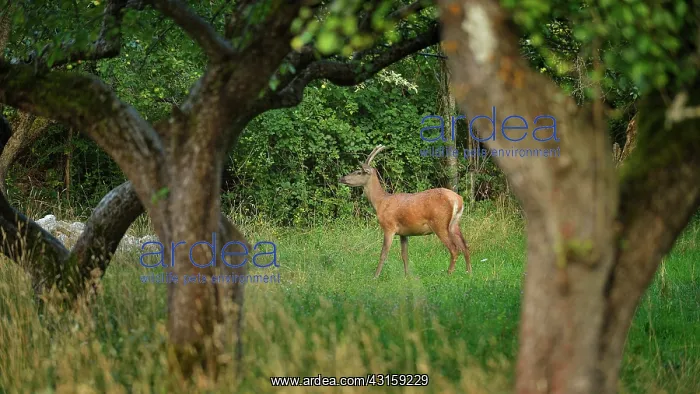 : Cervus elaphus Cervus : Cervus elaphus Cervus
