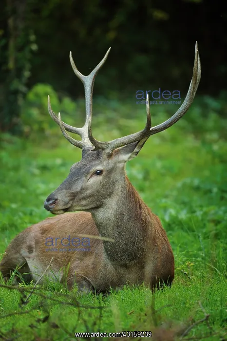 : Cervus elaphus Cervus : Cervus elaphus Cervus