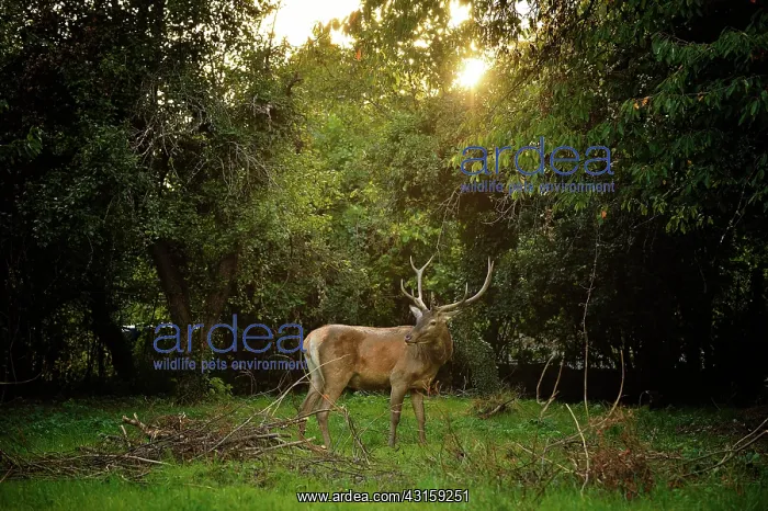 : Cervus elaphus Cervus : Cervus elaphus Cervus