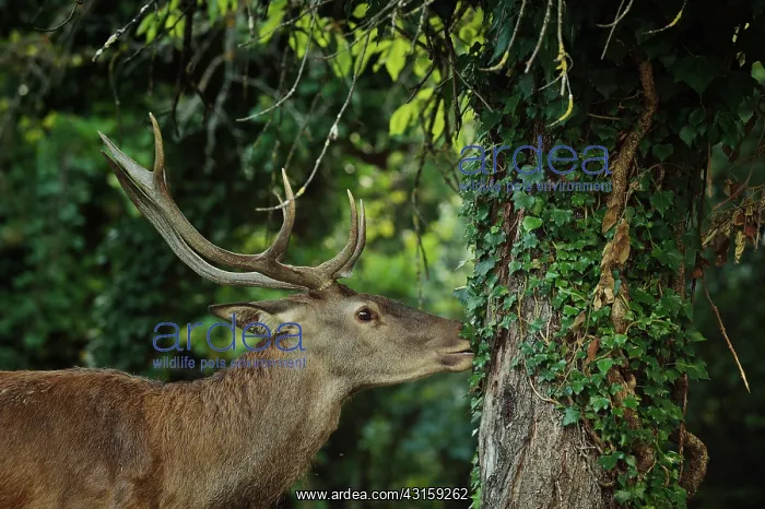 : Cervus elaphus Cervus : Cervus elaphus Cervus