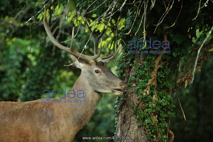 : Cervus elaphus Cervus : Cervus elaphus Cervus