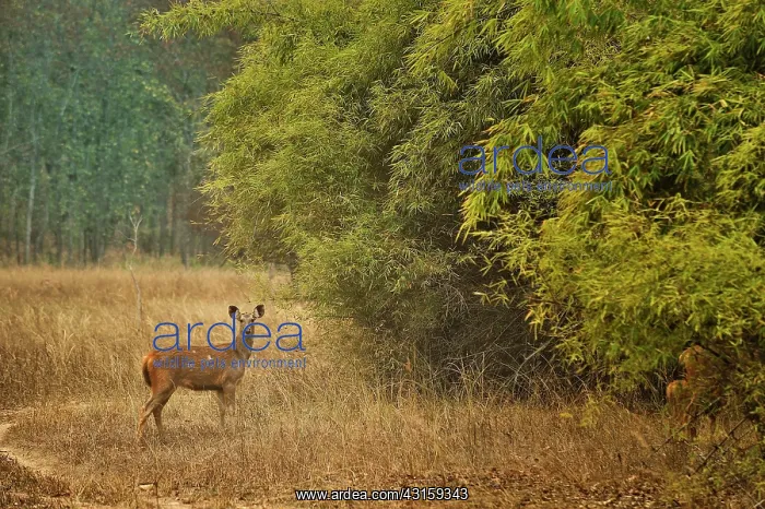  : Cervus unicolor Rusa unicolor Cervus